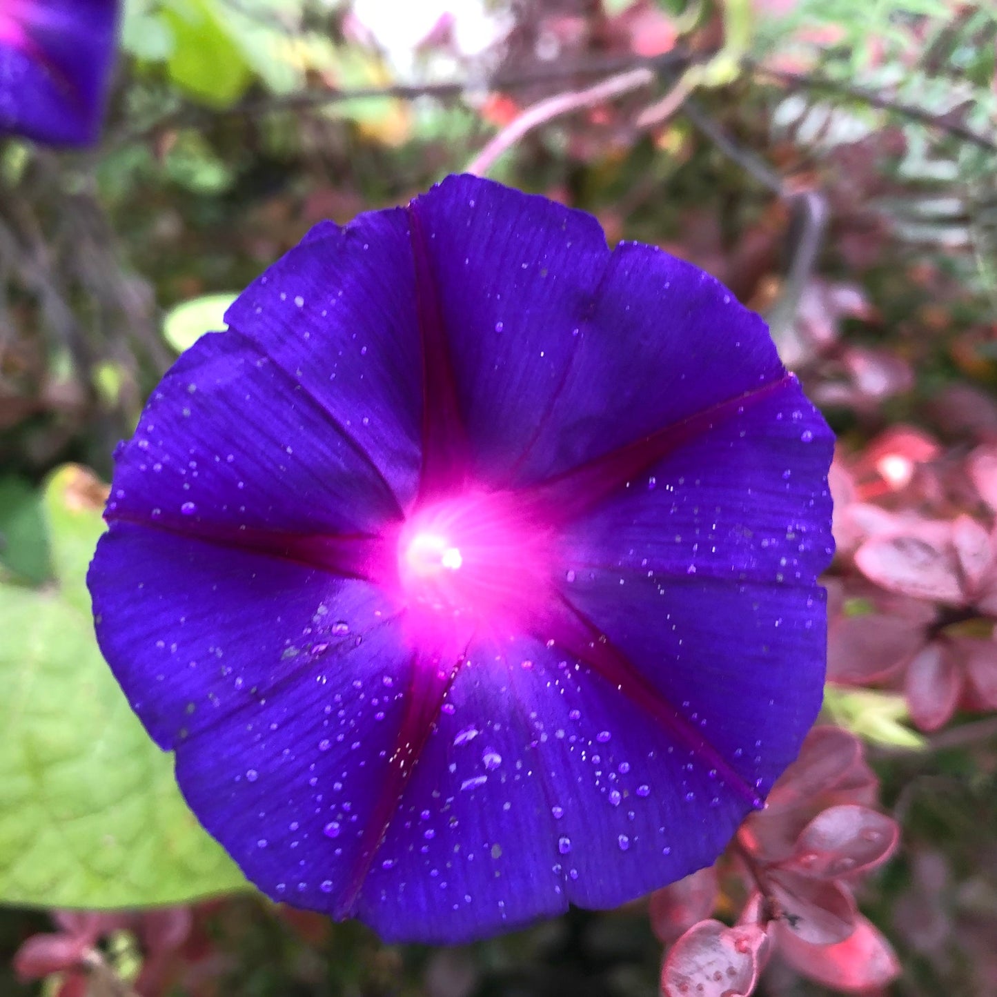 Purple "Grandpa Ott" Morning Glory Plant Seeds