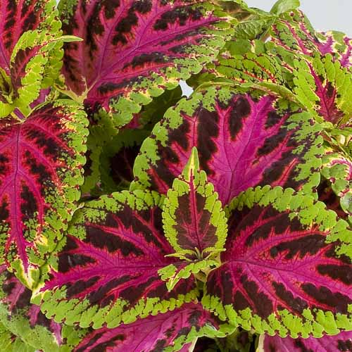 Coleus "Rainbow" Plant Seeds