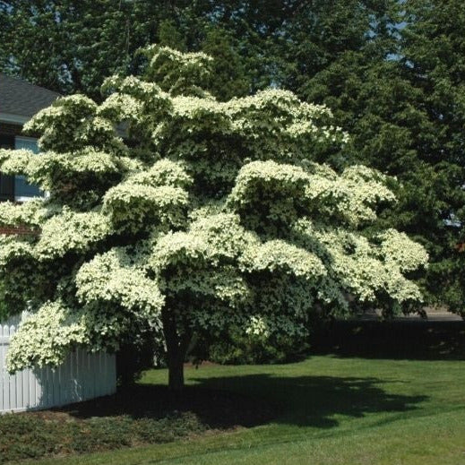 Japanese Kouza Dogwood Tree Seeds