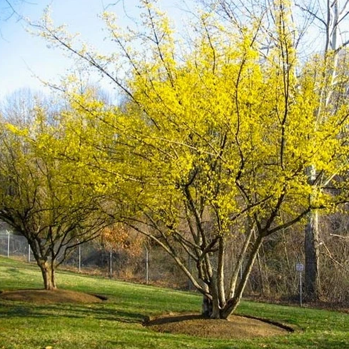 Cornelian Cherry Dogwood Tree Seeds