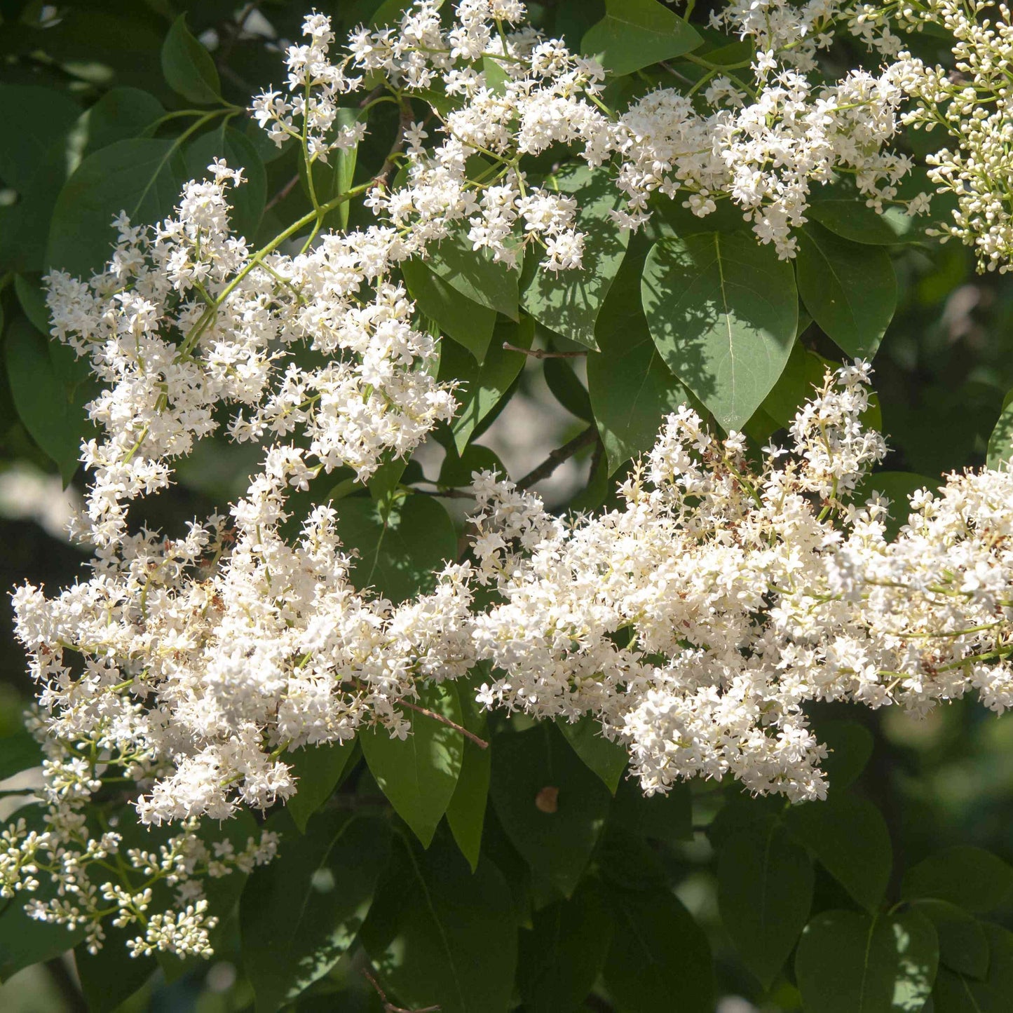 Japanese Amur Lilac Tree Seeds