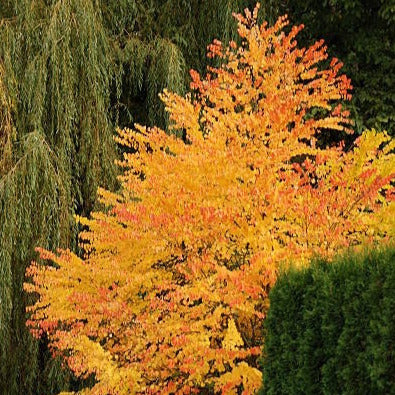 Japanese Katsura Tree Seeds