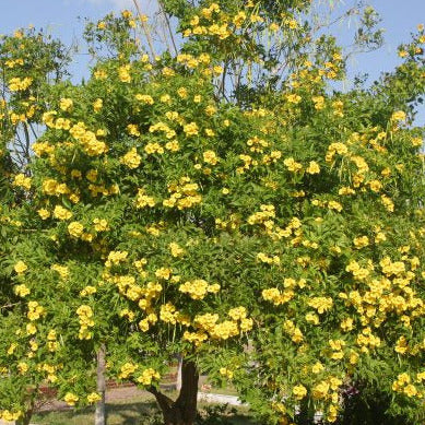 Yellow Elder Trumpet Bush Seeds