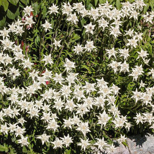 Edelweiss Flower Seeds