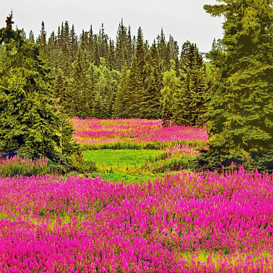 Fireweed Flower Seeds