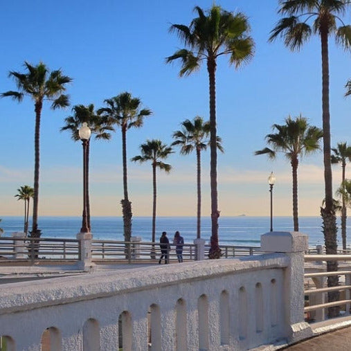 Mexican Fan Palm Tree Seeds