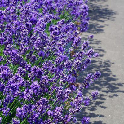 English Lavender Ornamental Groundcover Plant Seeds