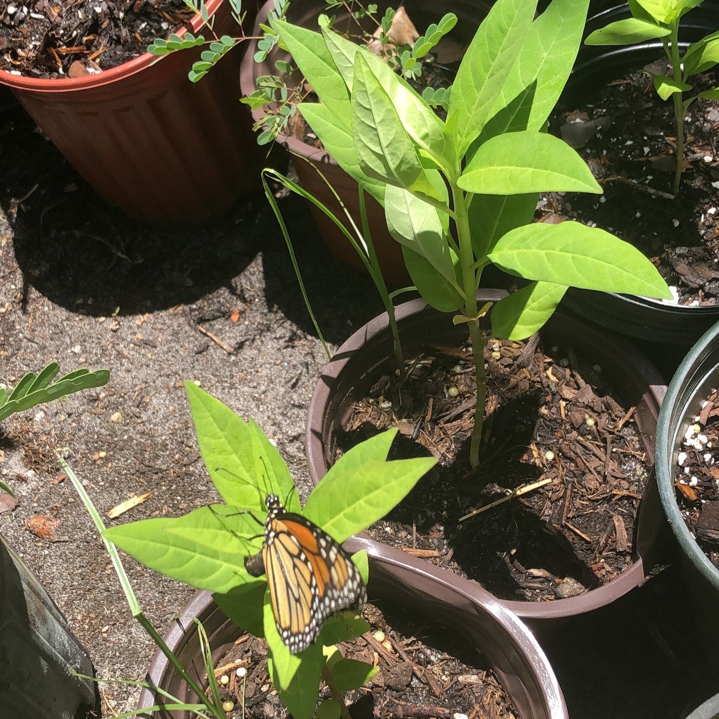 Tropical Milkweed Plant Seeds