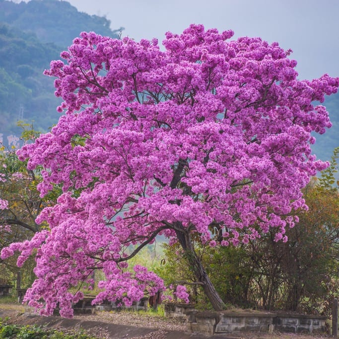 Pink Trumpet Tabebuia Tree Seeds