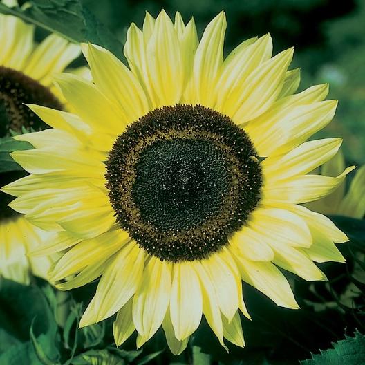 Lemon Queen Sunflower Plant Seeds
