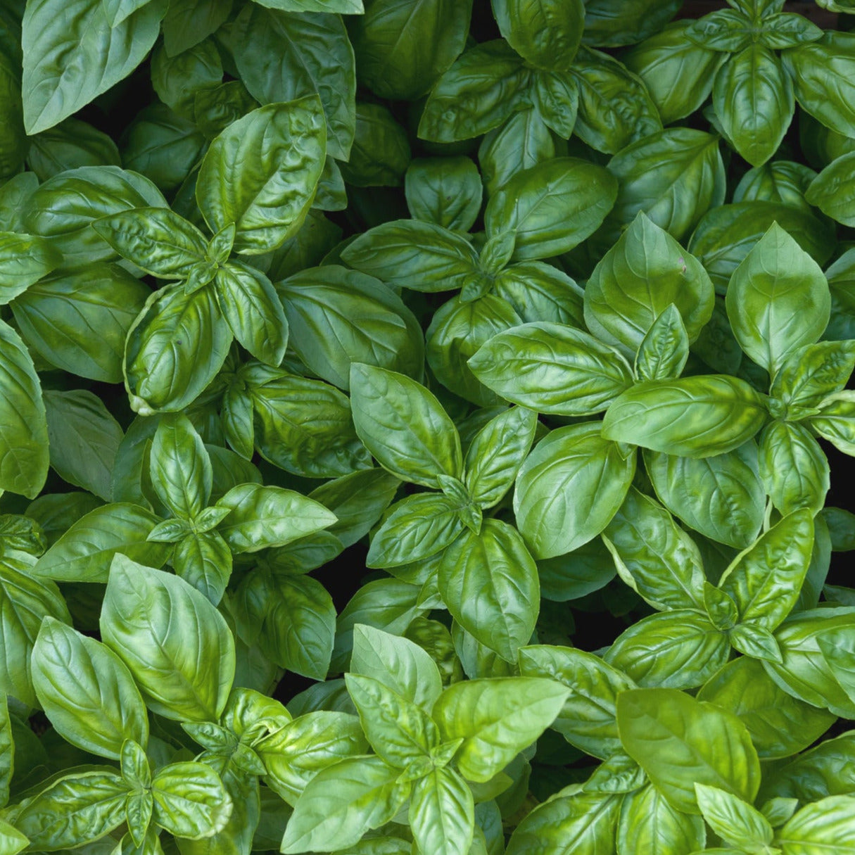 Organic Basil Plant Seeds