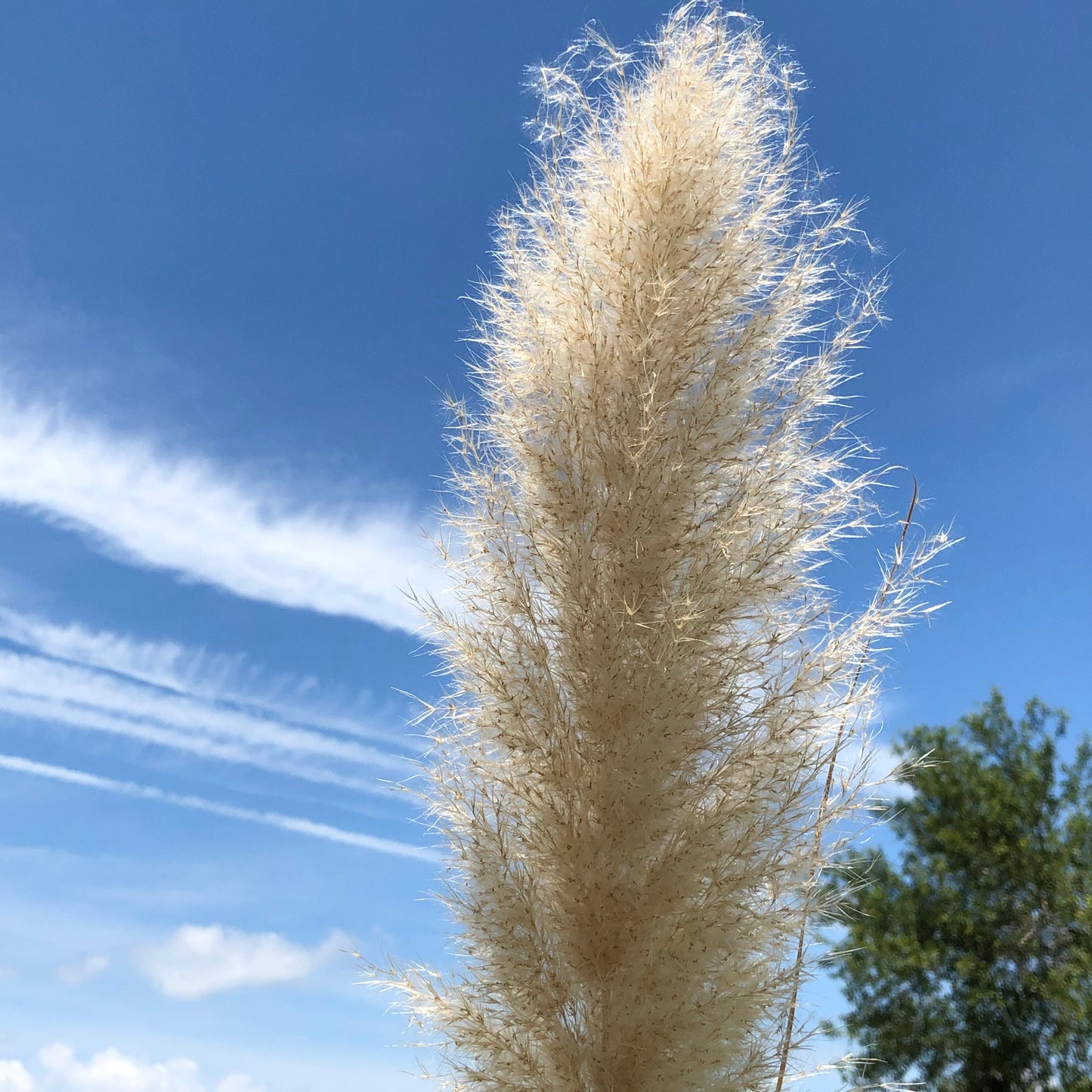 Pampas Ornamental Grass Seeds (White)