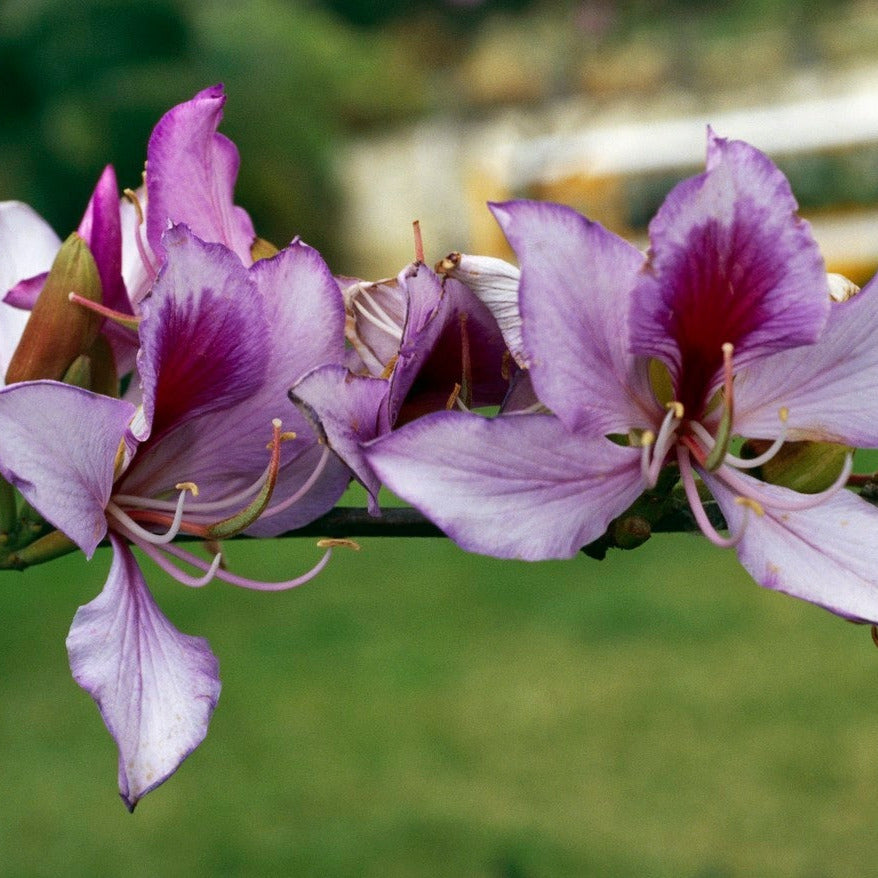 Pink Orchid Tree Seeds