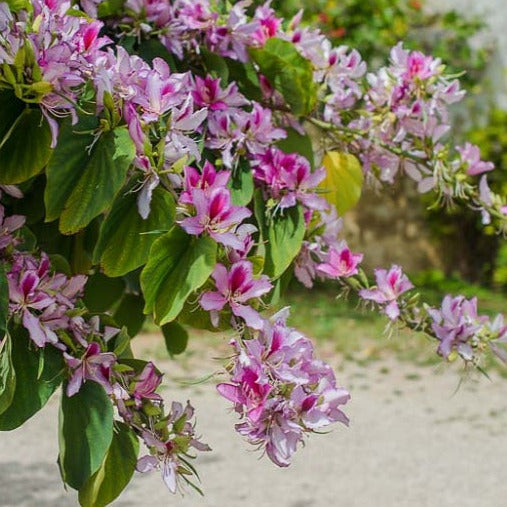 Pink Orchid Tree Seeds