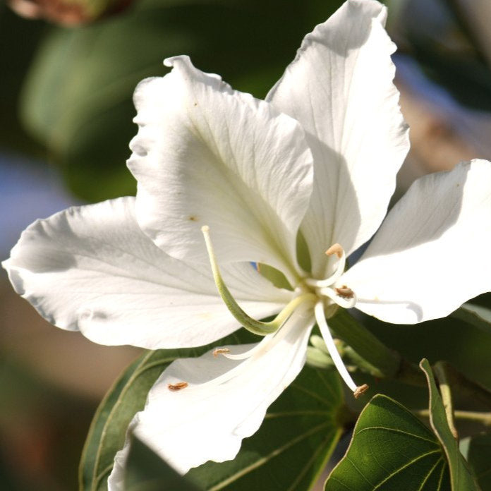 White Orchid Tree Seeds