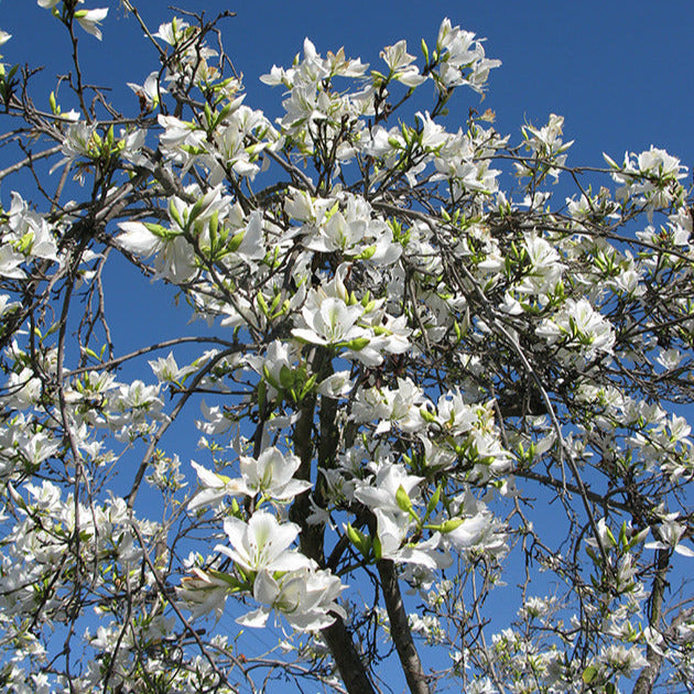 White Orchid Tree Seeds