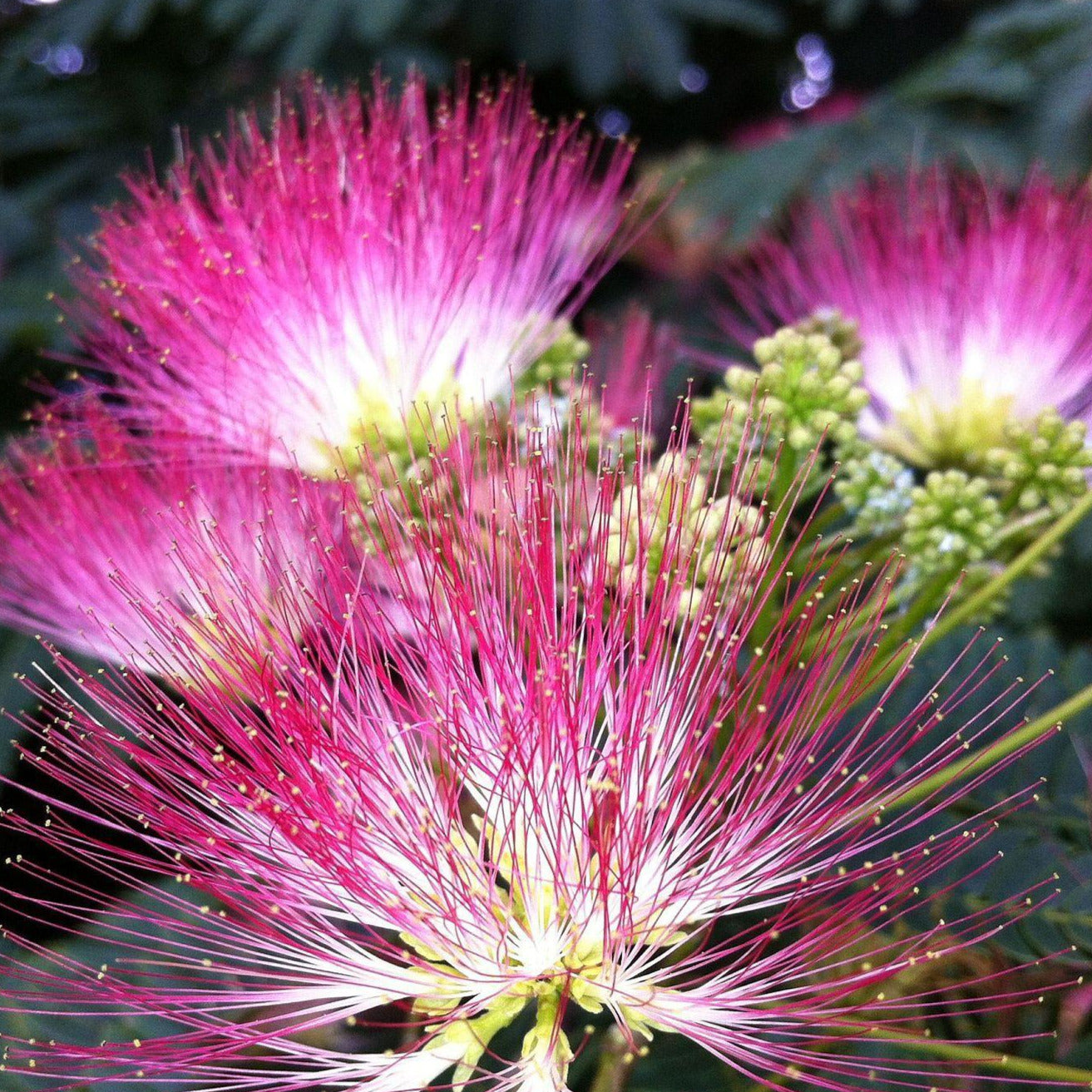 Mimosa Tree Seeds