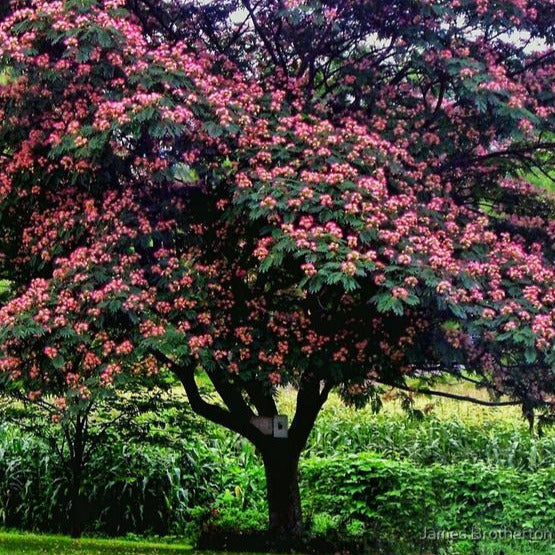 Mimosa Tree Seeds