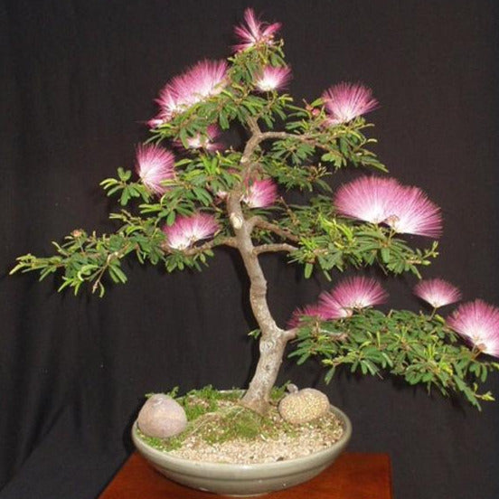 Mimosa Tree Seeds