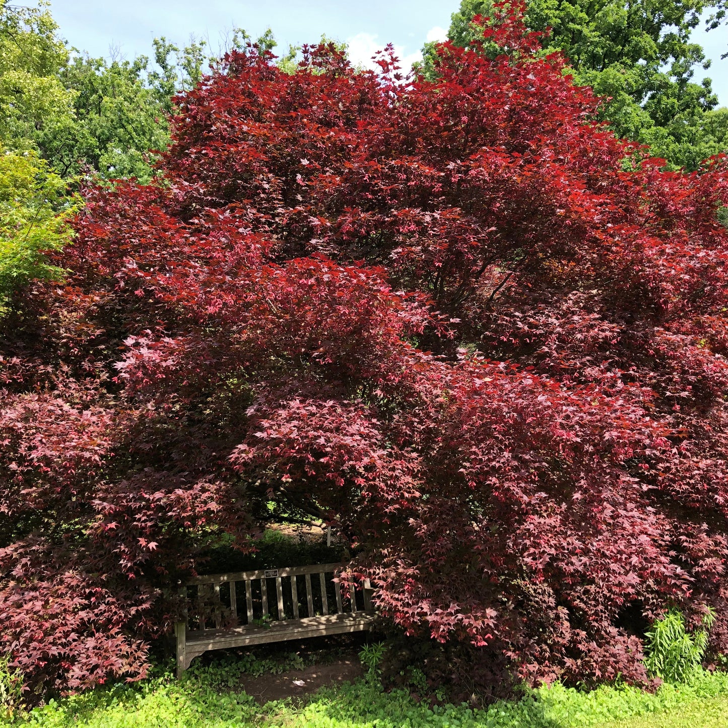 Bloodgood Japanese Maple Tree Seeds