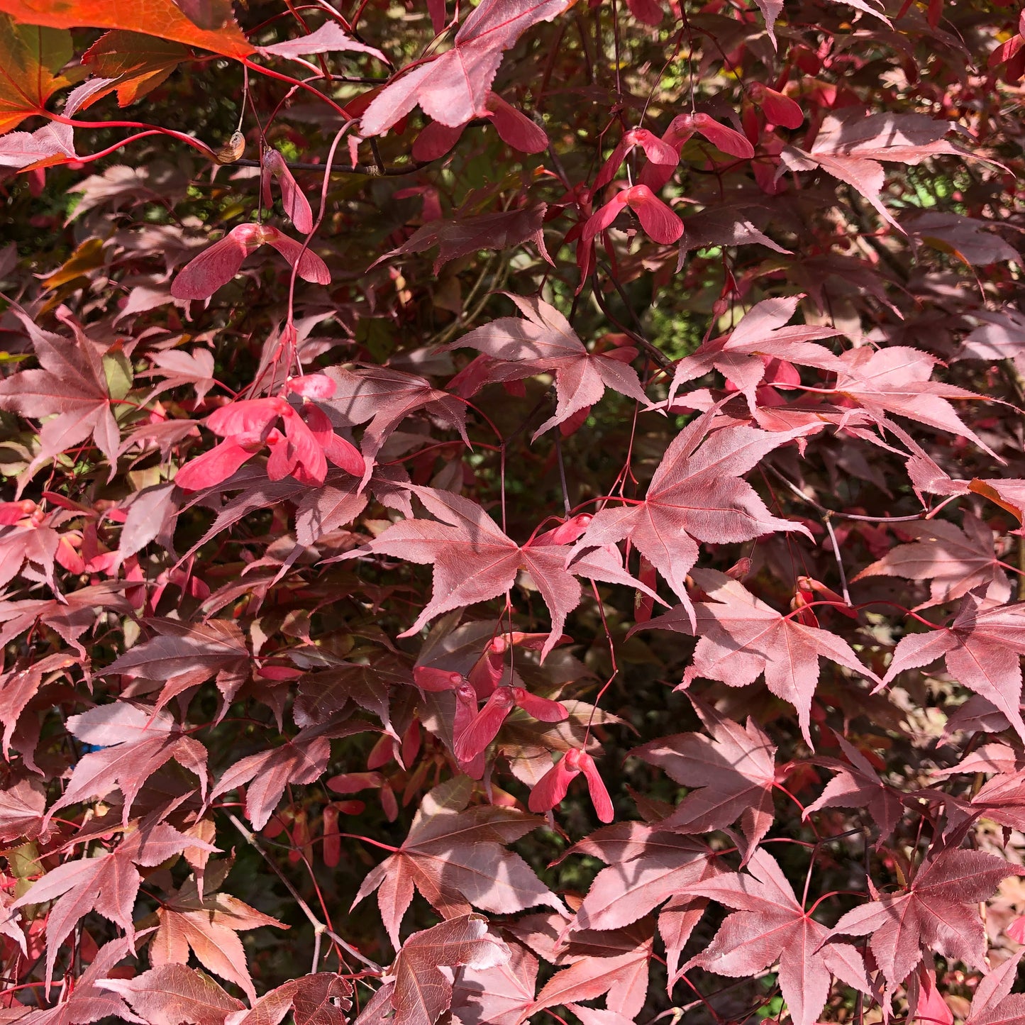 Bloodgood Japanese Maple Tree Seeds