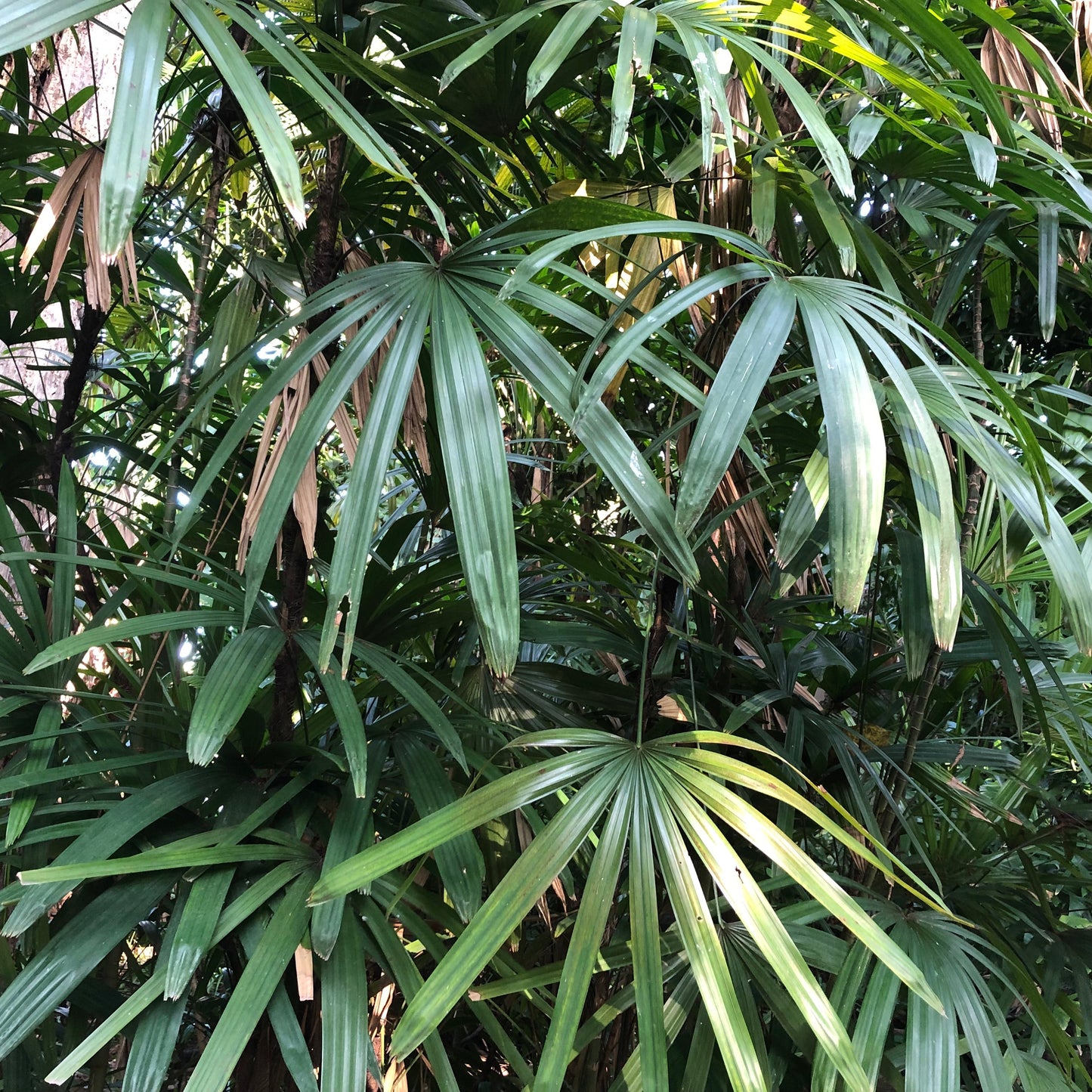 Lady Palm Tree Seeds