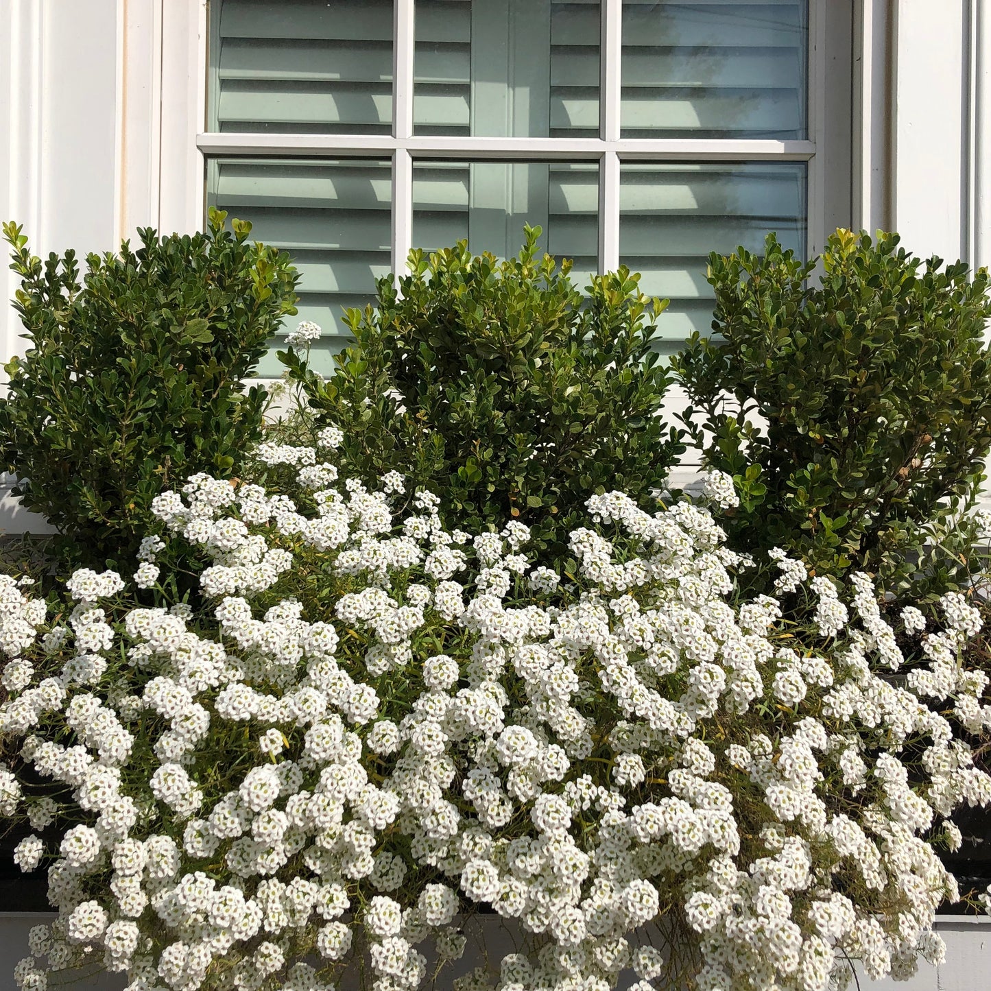 Alyssum "Carpet of Snow" Ornamental Groundcover Seeds
