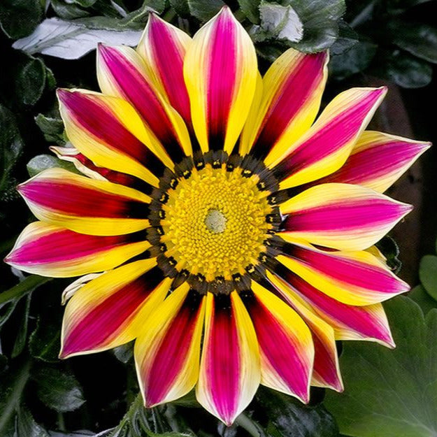 Gazania Treasure Flower Seeds
