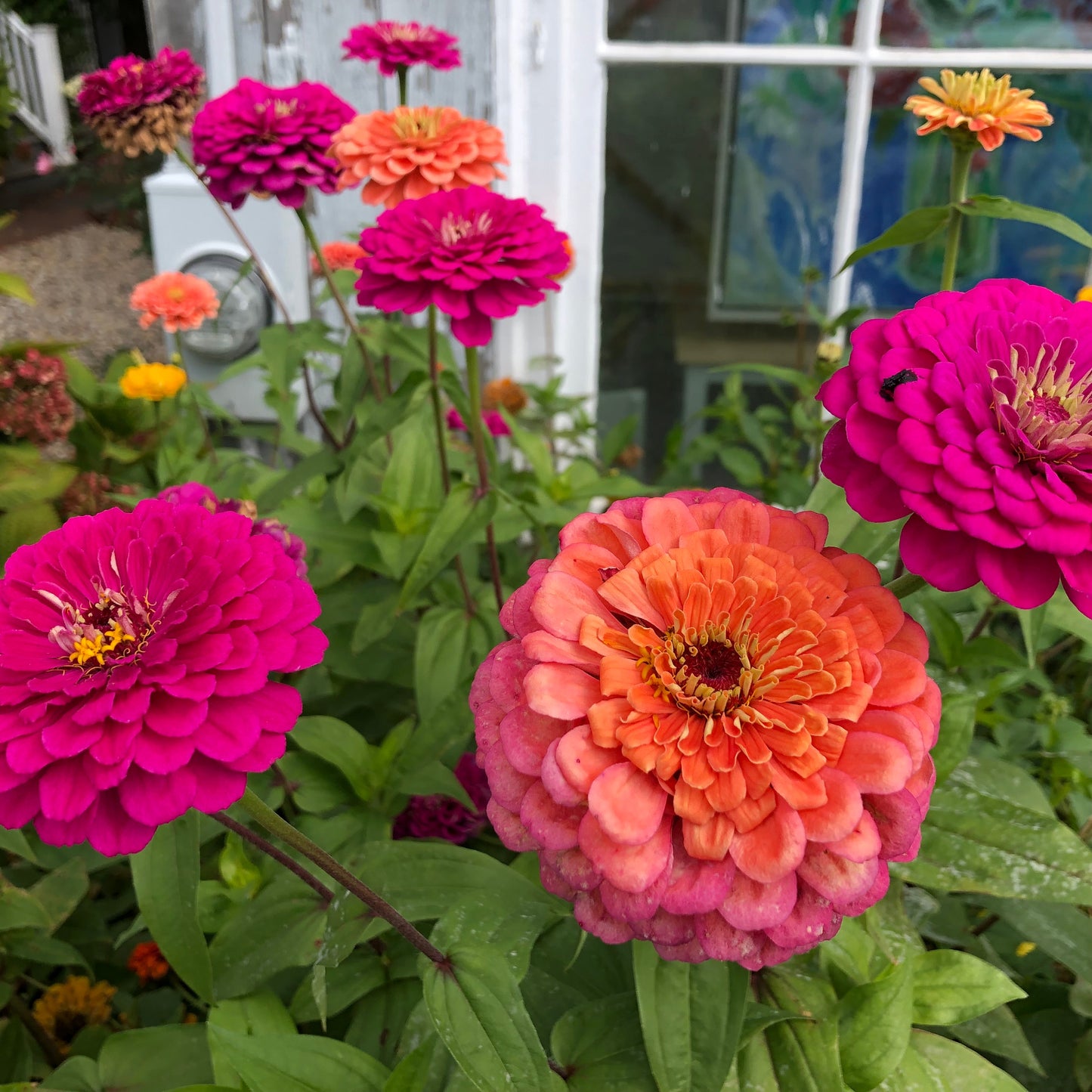 Giants of California Zinnia Flower Seeds