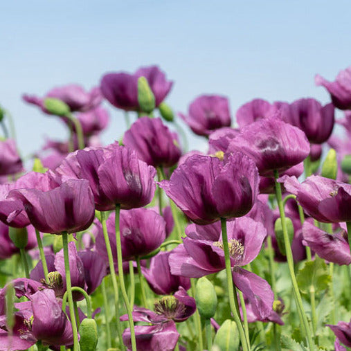 Hungarian Blue Poppy Flower Seeds