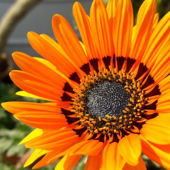 Venidium Orange Prince Sunflower Seeds