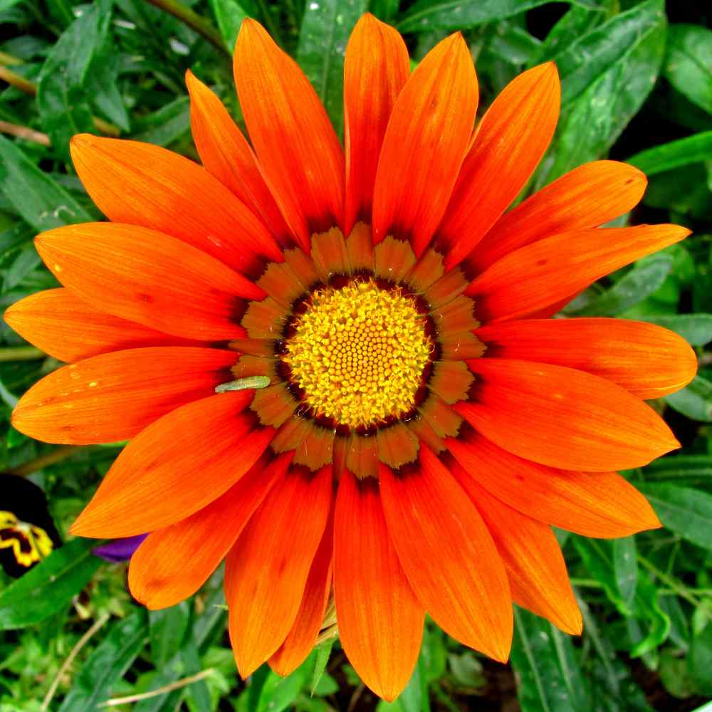 Venidium Orange Prince Sunflower Seeds