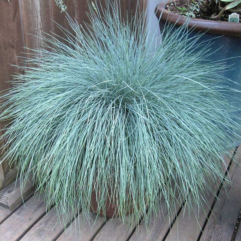 Elijah Blue Fescue Ornamental Grass Seeds