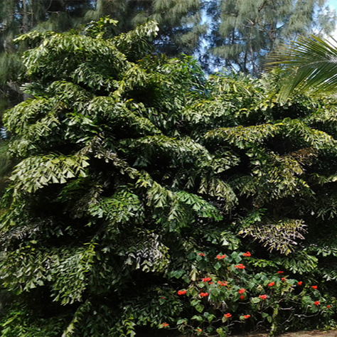 Fishtail Palm Tree Seeds
