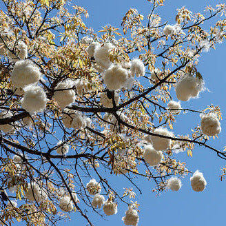 White Kapok Silk Cotton Tree Seeds