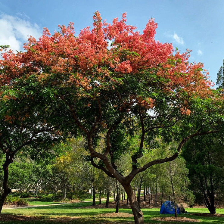 Apple Blossom Cassia Tree Seeds