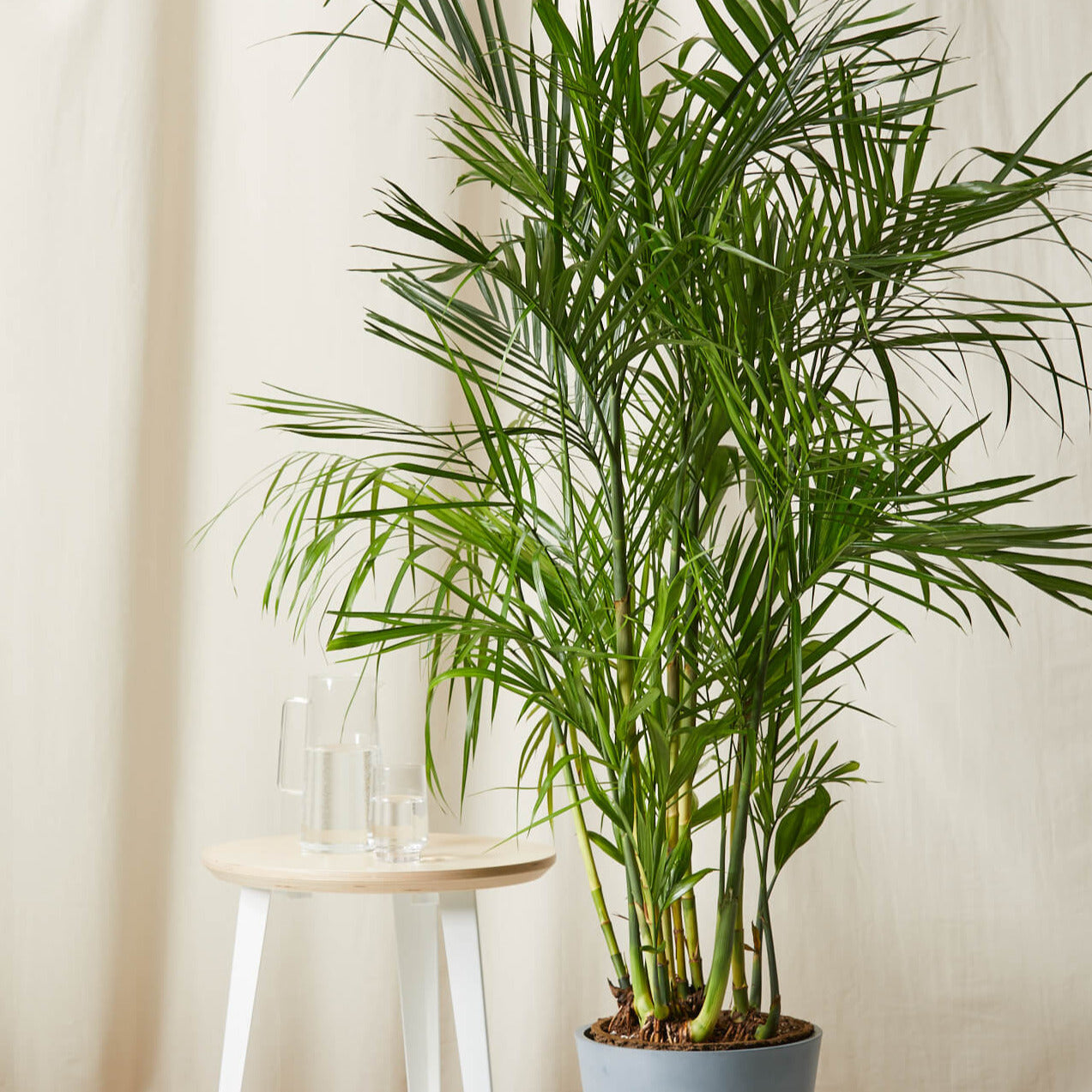 Bamboo Palm Tree Seeds