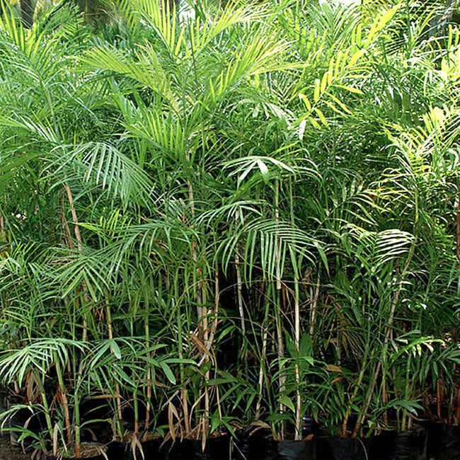 Bamboo Palm Tree Seeds