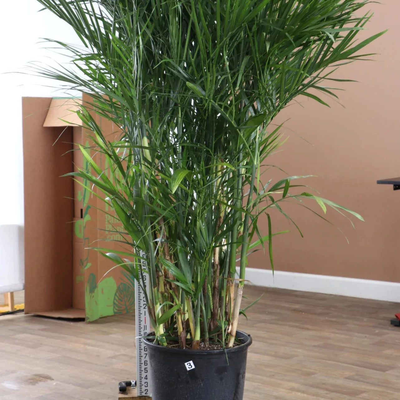 Bamboo Palm Tree Seeds