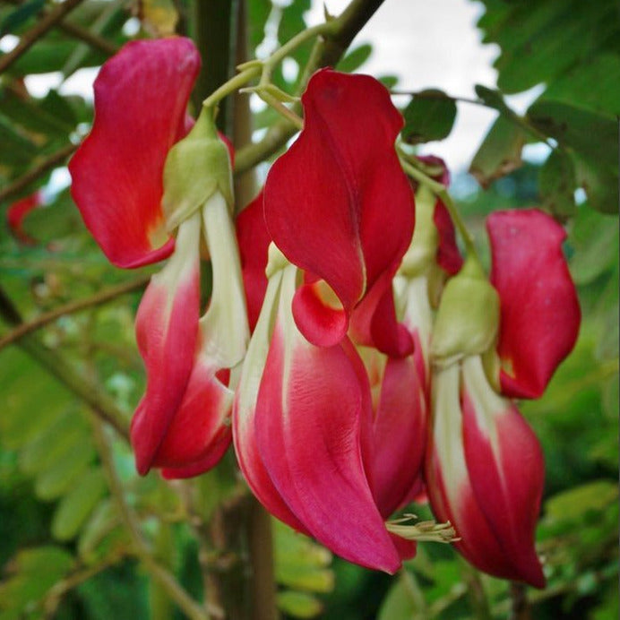 Hummingbird Tree Seeds