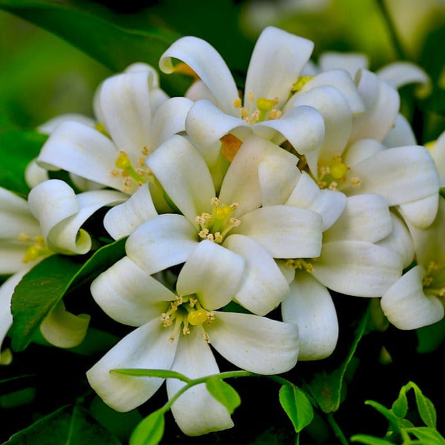 Lakeview Orange Jasmine Plant Seeds