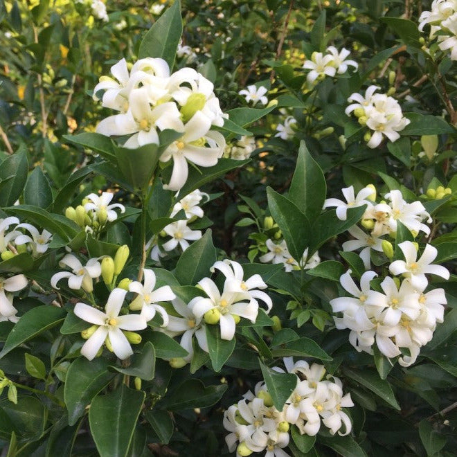 Lakeview Orange Jasmine Plant Seeds