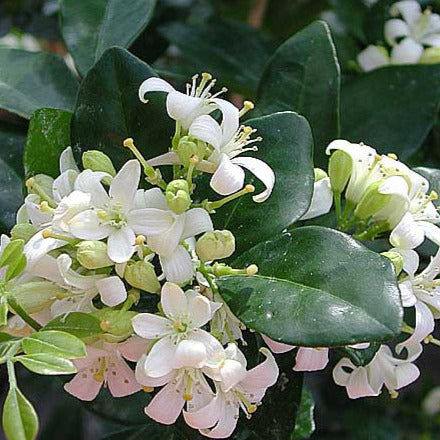 Lakeview Orange Jasmine Plant Seeds