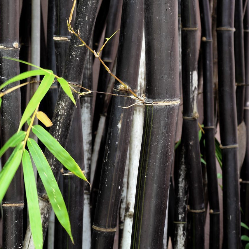 planting black bamboo seeds Black Bamboo Plant Seeds – Garden & Glimmer