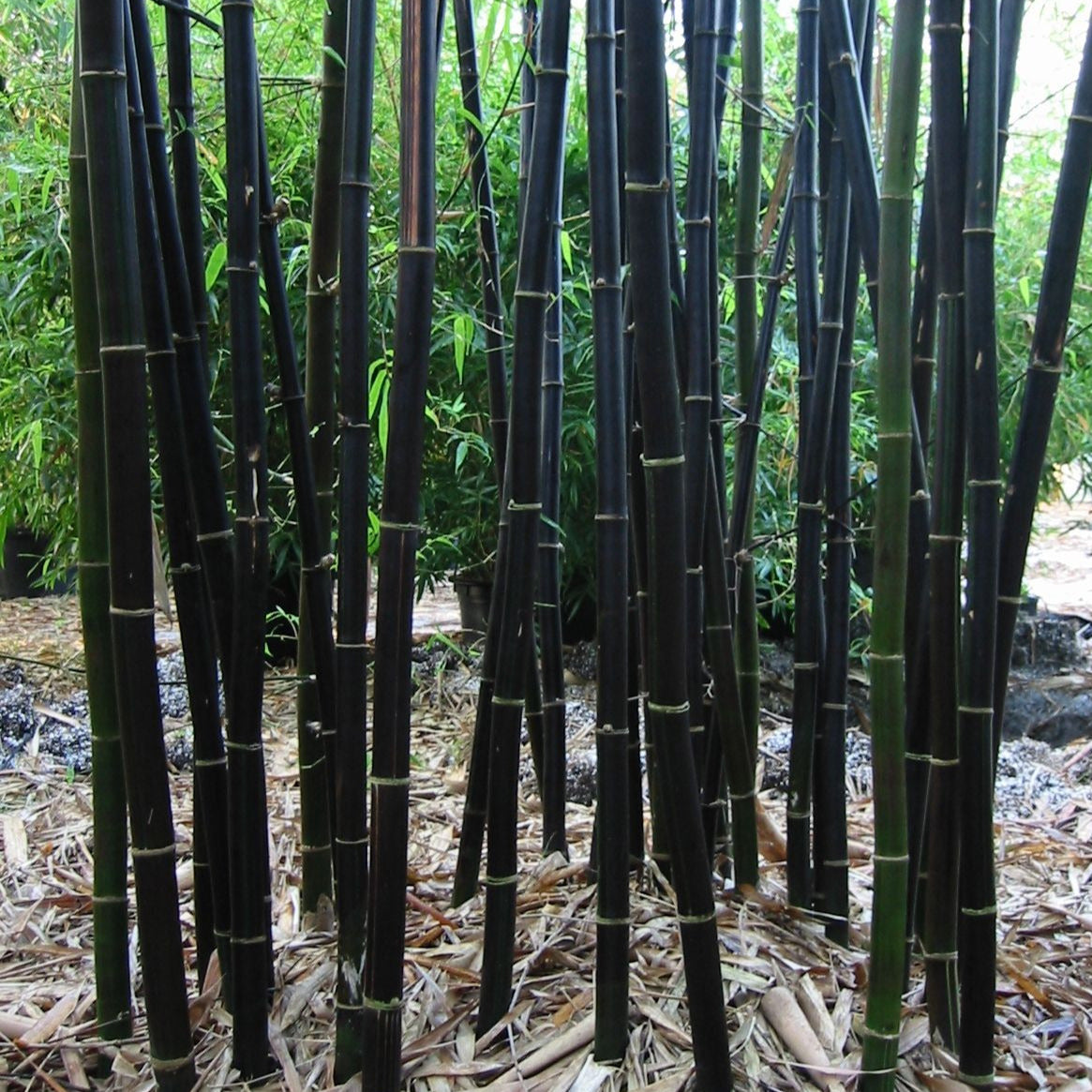 Black Bamboo Plant Seeds