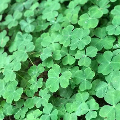 Irish Shamrock Plant Seeds
