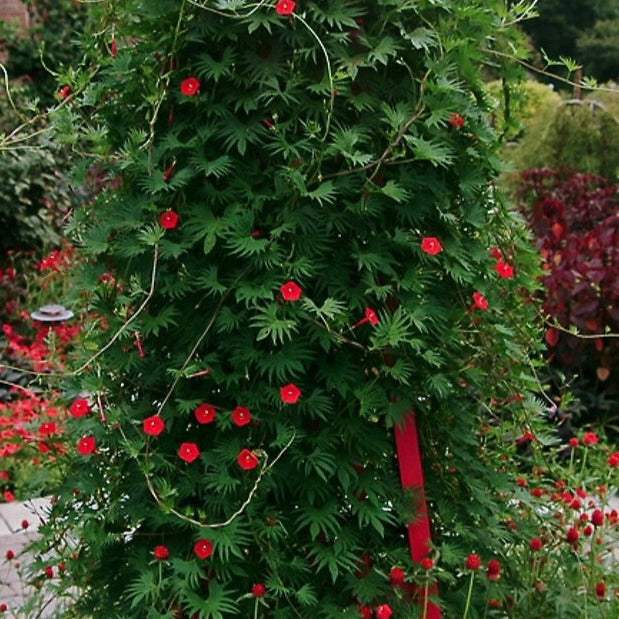 Cypress Vine Plant Seeds