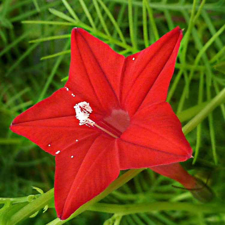 Cypress Vine Plant Seeds