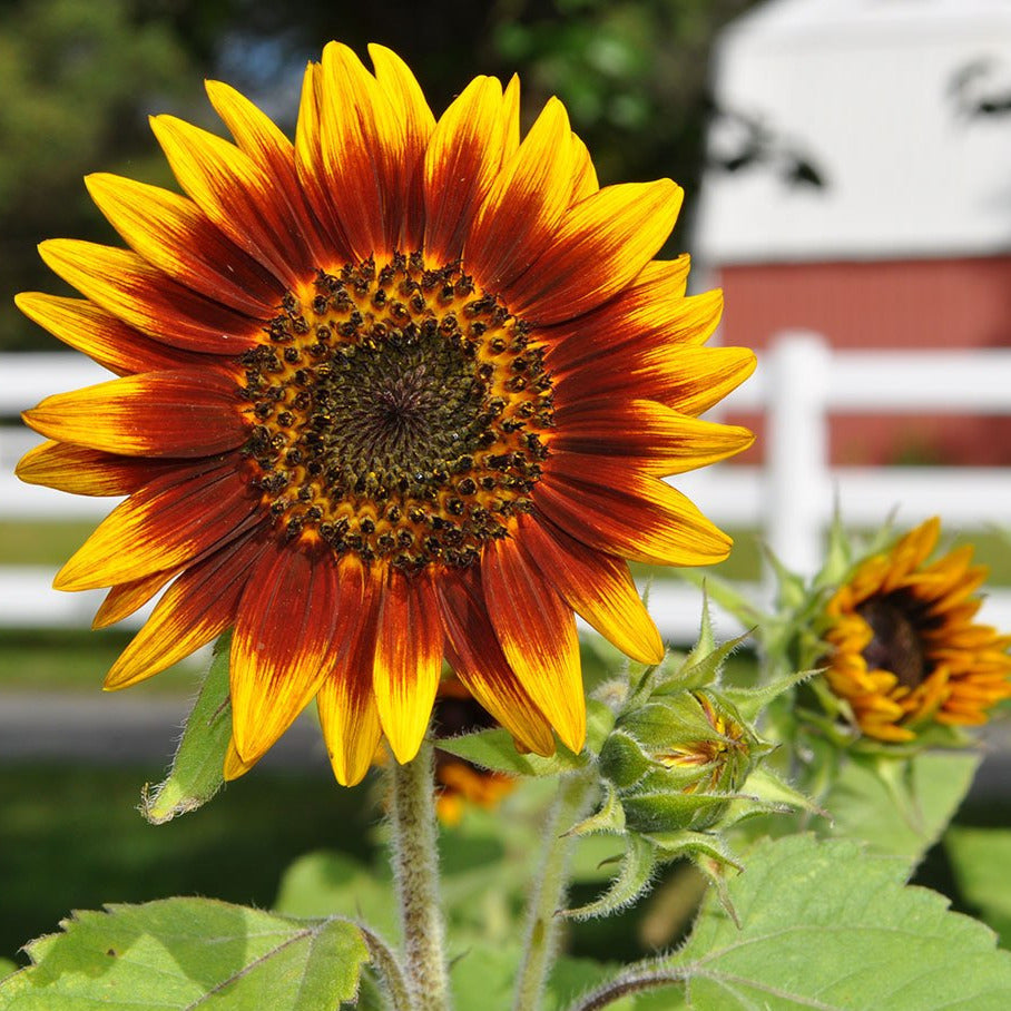 Ring of Fire Sunflower Plant Seeds