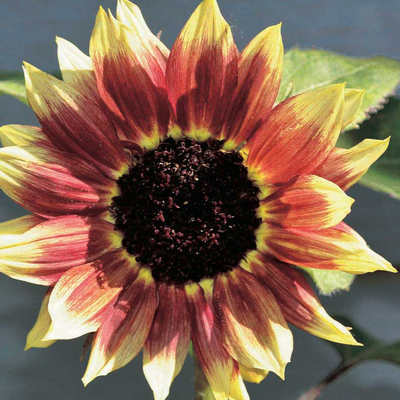 Florenza Sunflower Plant Seeds